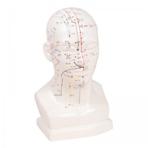 Erler-Zimmer Chinese Acupuncture Head Model